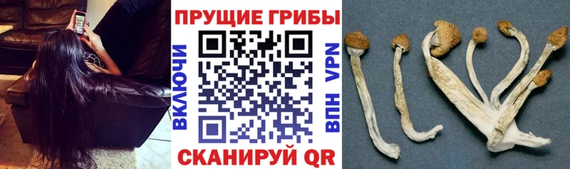 Купить закладки  Киселёвск  Галлюциногенные грибы GOLDEN TEACHER 